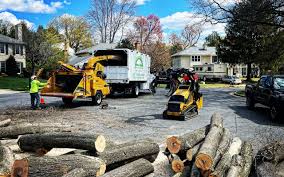 Best Tree Removal Service  in USA